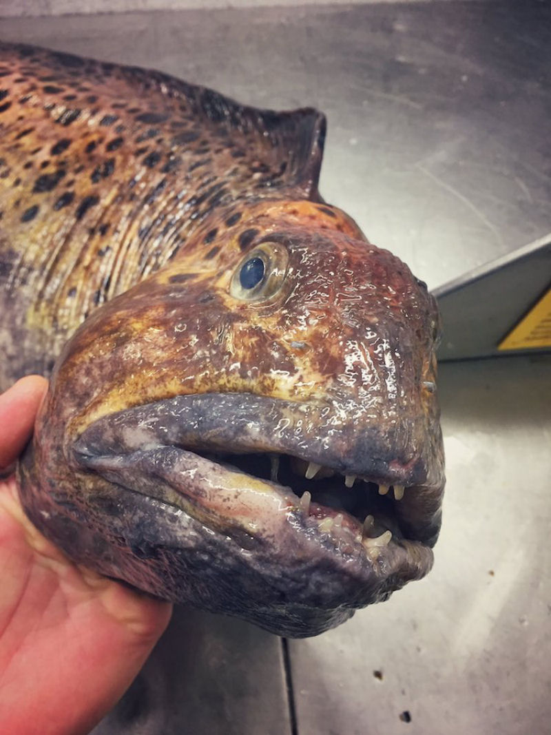Pescador russo de guas profundas compartilha fotos de peixes estranhos que ele captura 16
