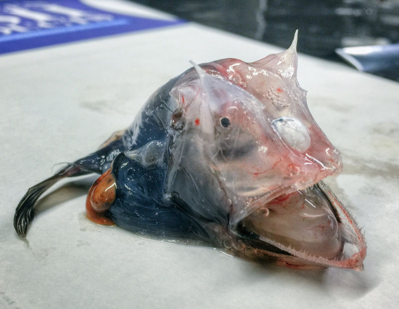 Pescador russo de guas profundas compartilha fotos de peixes estranhos que ele captura 22