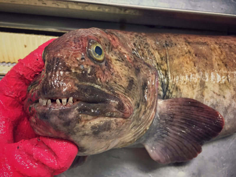 Pescador russo de guas profundas compartilha fotos de peixes estranhos que ele captura 23