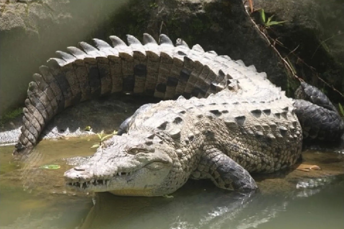 Crocodilo-fmea isolada engravida e tem 