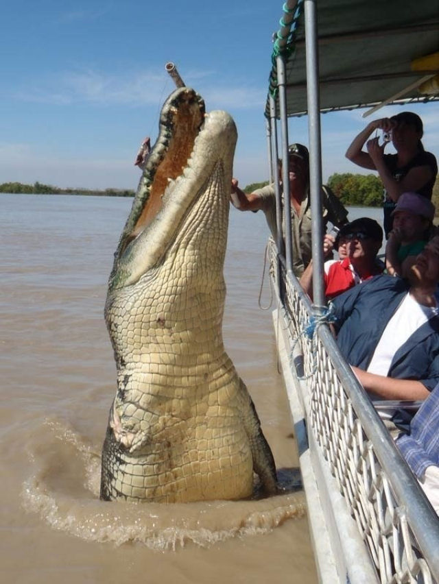 Impressionante fotografia de um crocodilo gigante saltando junto a um barco  real