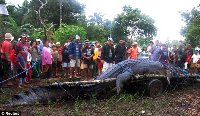 Capturam um crocodilo gigante nas Filipinas