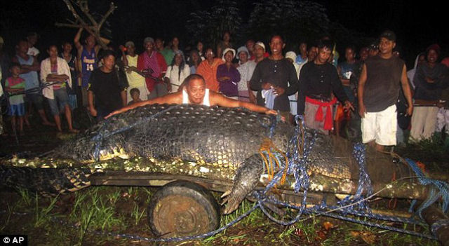 Capturam um crocodilo gigante nas Filipinas