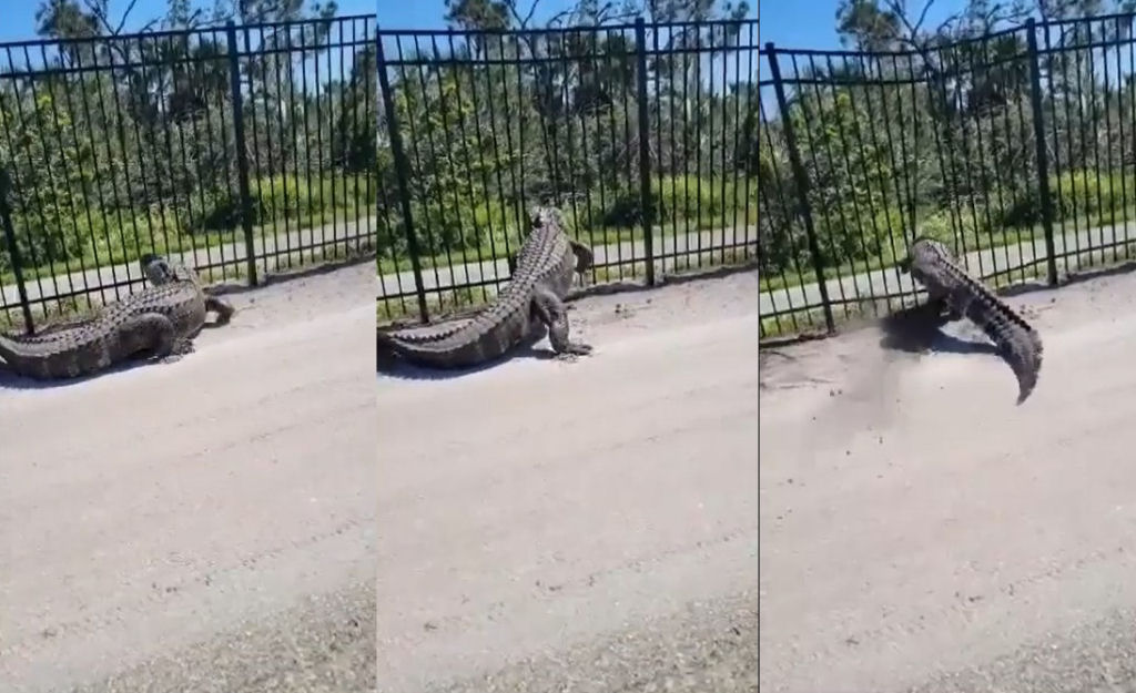 Crocodilo atravessa facilmente uma cerca de metal na Flrida