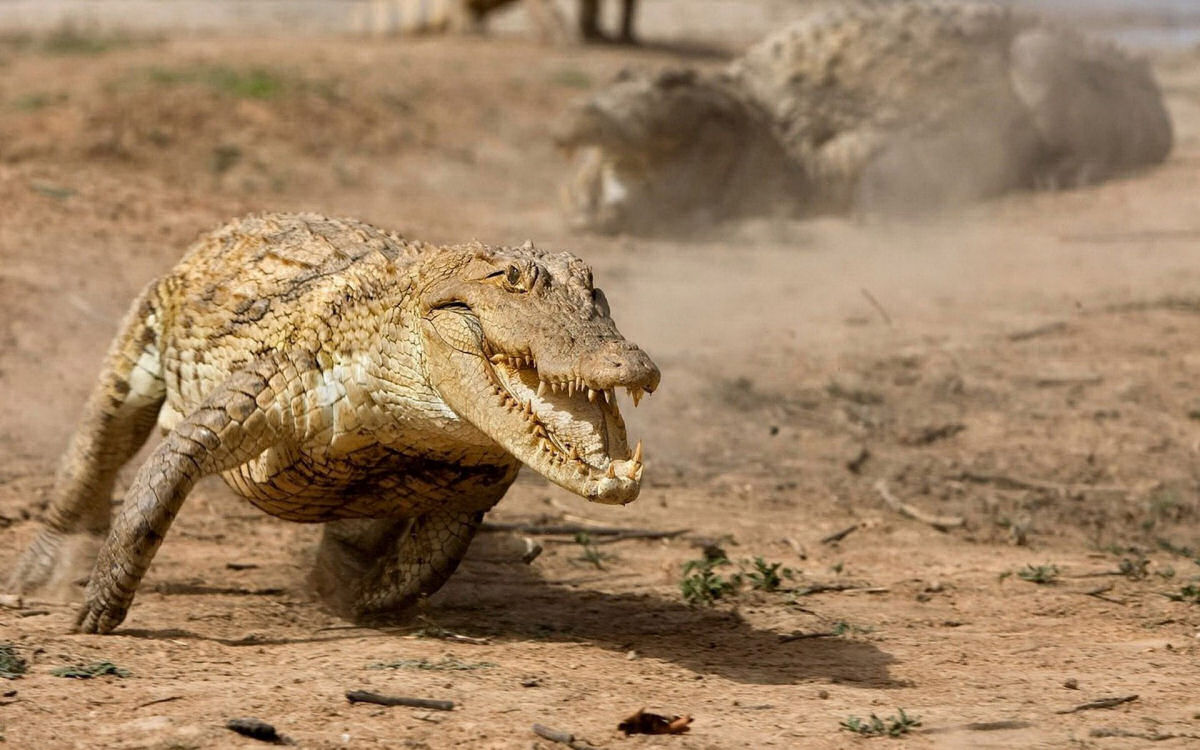 Quo rpido um crocodilo pode correr?