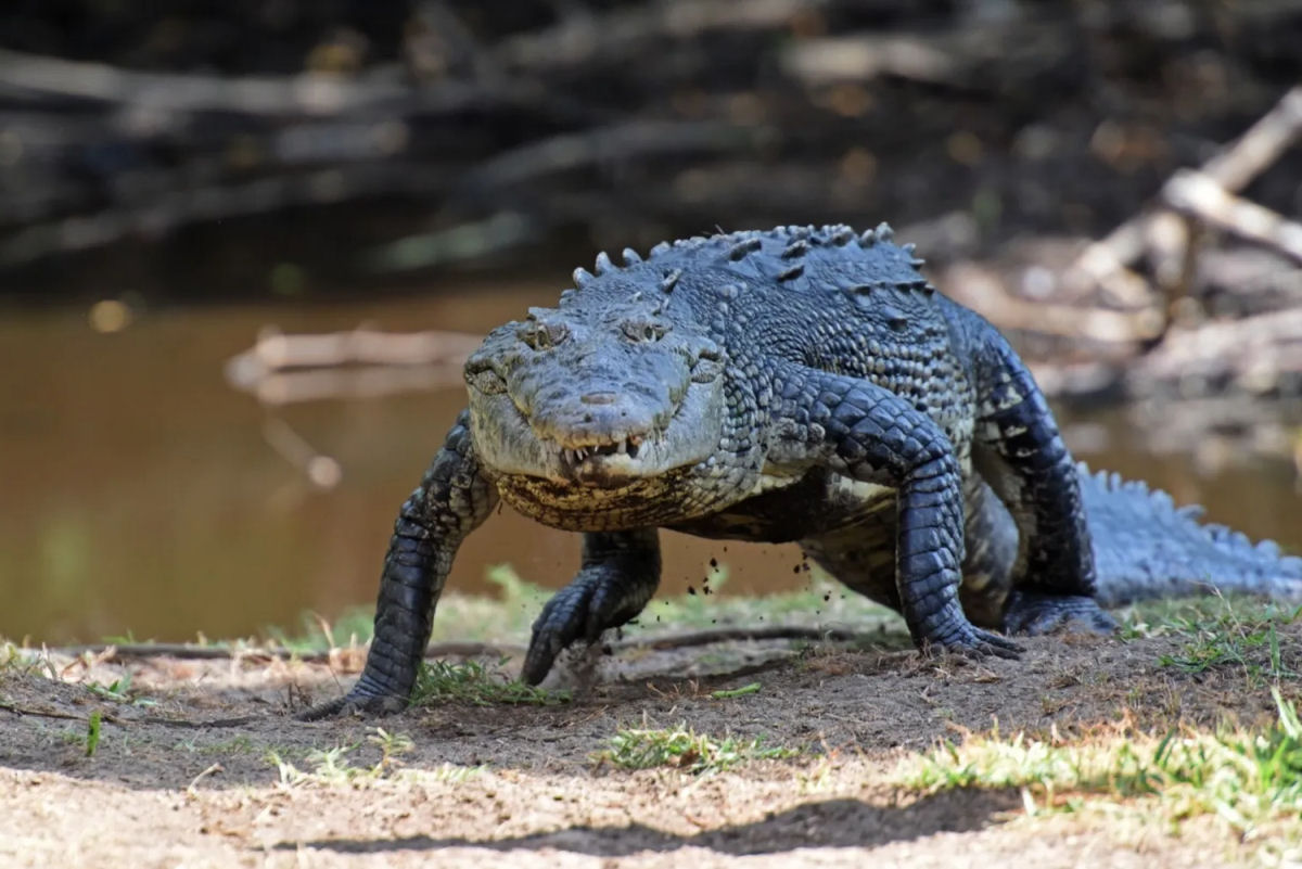 Ver um galope de crocodilo evoca nossos medos mais primitivos