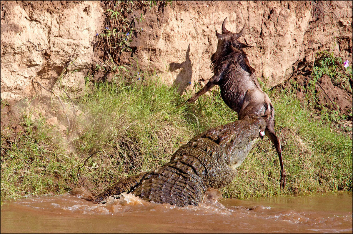 Crocodilo gustave tamanho