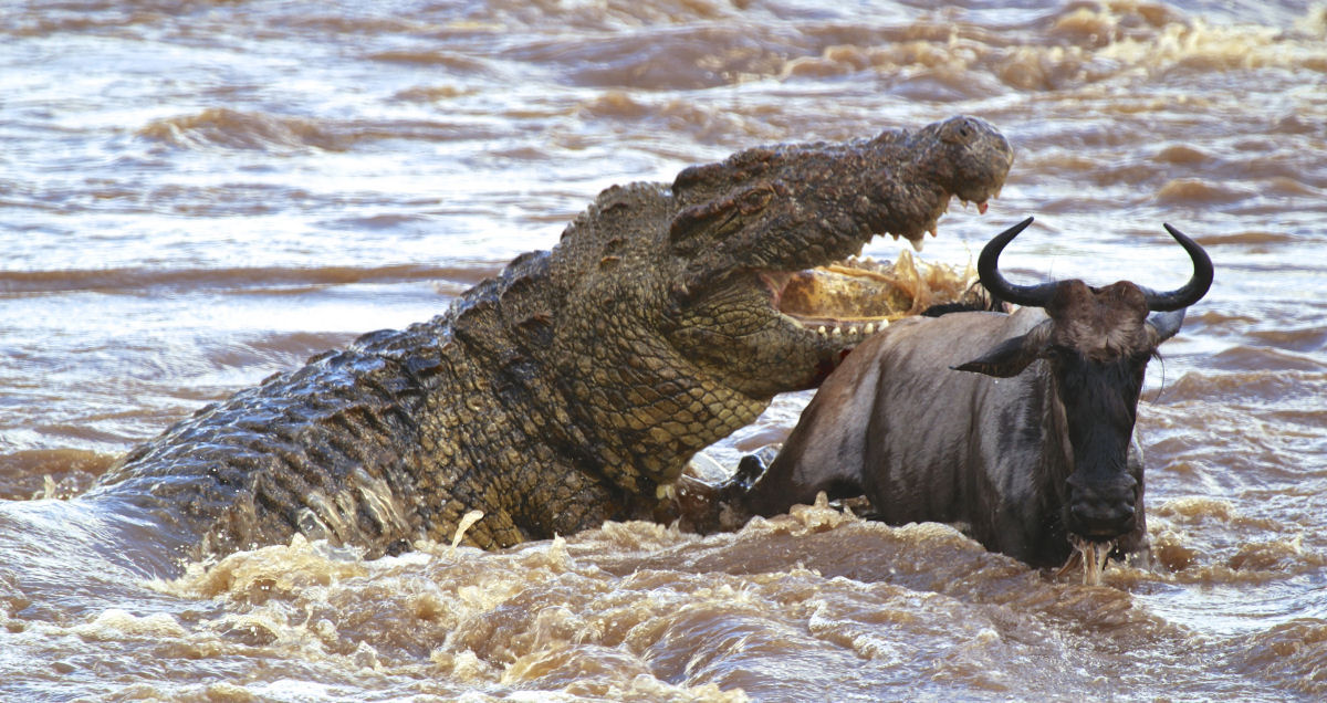 Gustave, o lendrio crocodile assassino do Burundi