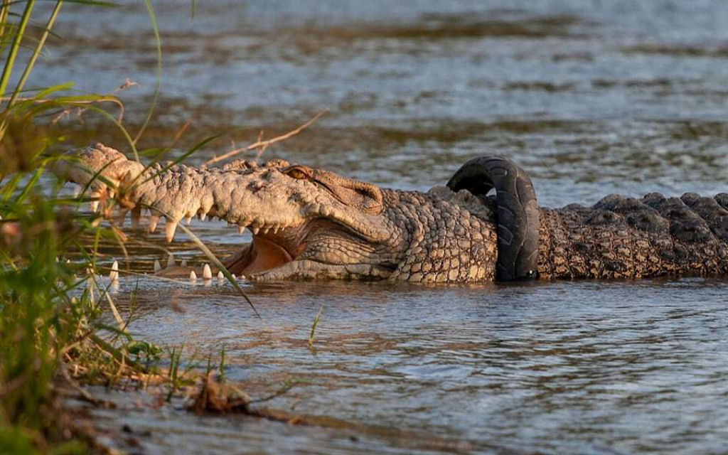 Voc pode receber uma recompensa se remover um pneu preso na cabea de um crocodilo na Indonsia