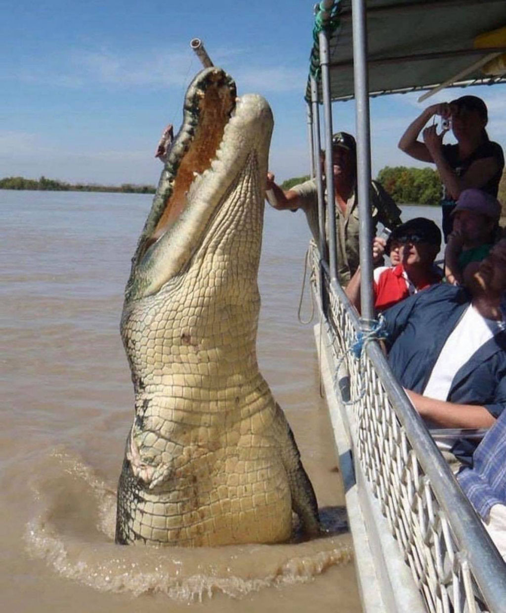 Os espantosos crocodilos saltadores do Rio Adelaide, na Austrlia