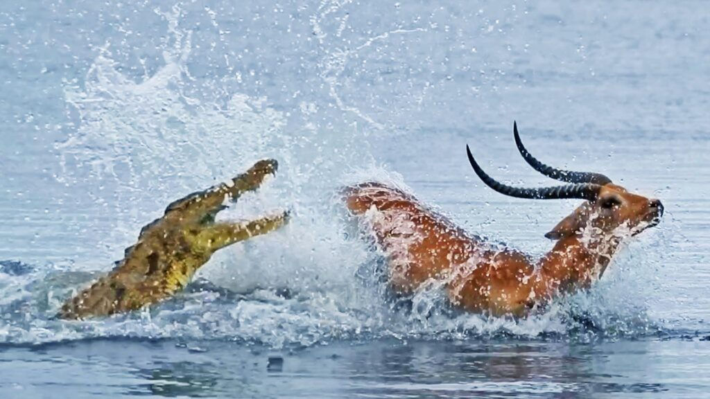 Antlope nada para salvar sua vida enquanto  perseguido por um crocodilo determinado