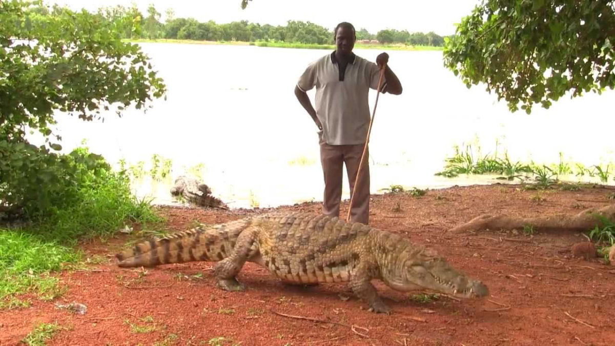 A aldeia africana onde crocodilos e humanos vivem lado a lado pacificamente