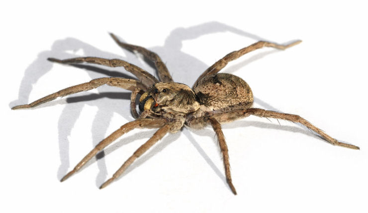 Singularidades extraordinárias de animais ordinários: a aranha