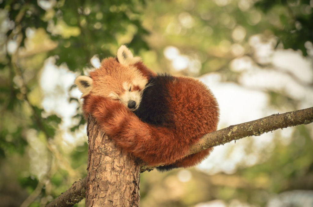 Antes de ver 'Red: Crescer é uma Fera', aprenda esses incríveis fatos sobre o panda-vermelho