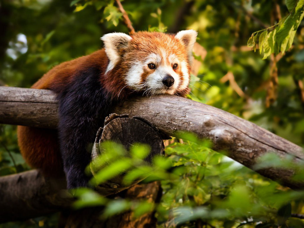 Antes de ver 'Red: Crescer é uma Fera', aprenda esses incríveis fatos sobre o panda-vermelho