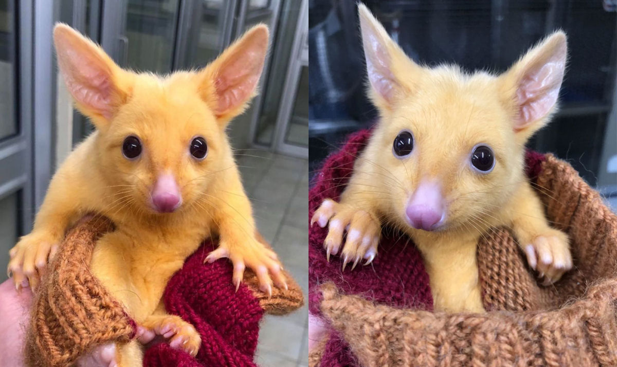 Clnica veterinria australiana resgata um raro gamb dourado, mas todo mundo est achando que  um Pikachu 01