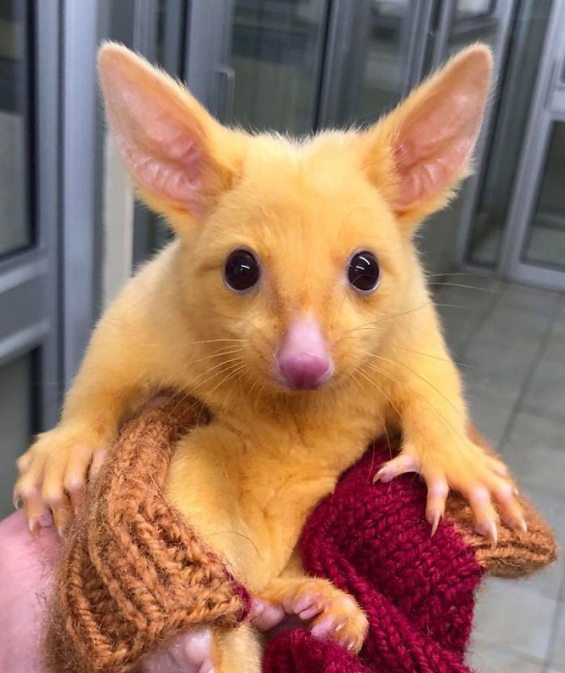 Clnica veterinria australiana resgata um raro gamb dourado, mas todo mundo est achando que  um Pikachu 02