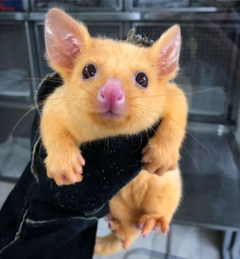 Clnica veterinria australiana resgata um raro gamb dourado, mas todo mundo est achando que  um Pikachu 03