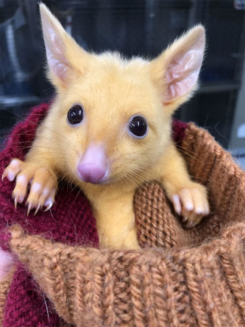 Clnica veterinria australiana resgata um raro gamb dourado, mas todo mundo est achando que  um Pikachu 04