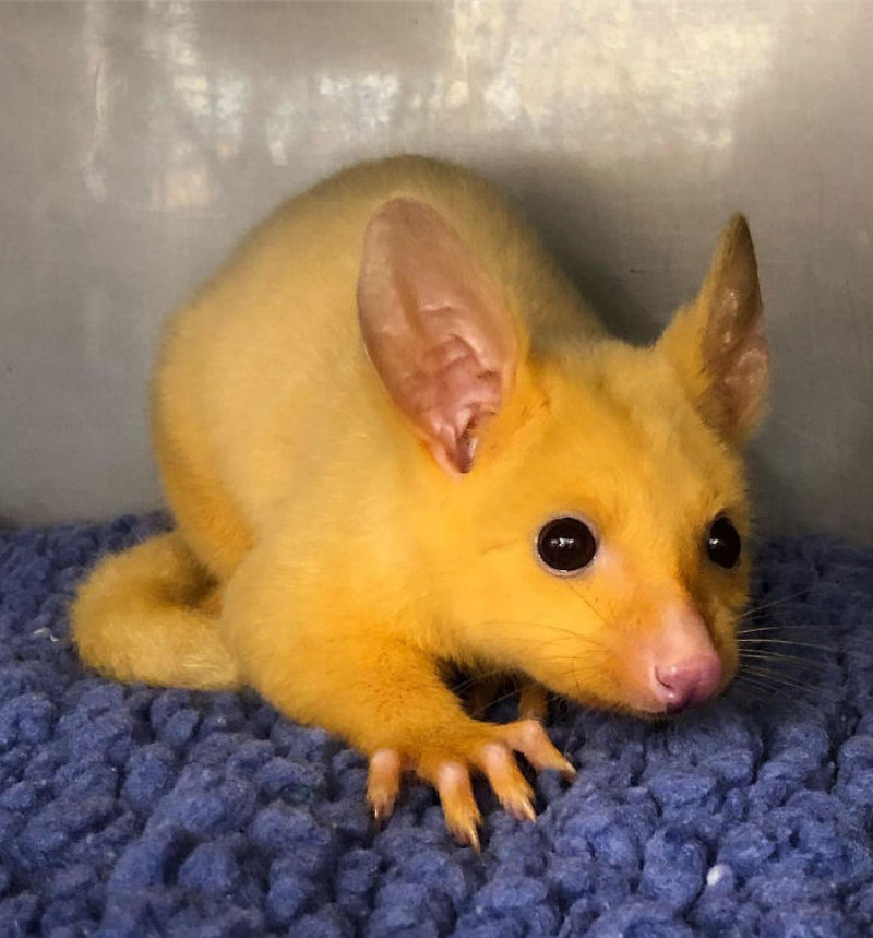 Clnica veterinria australiana resgata um raro gamb dourado, mas todo mundo est achando que  um Pikachu 05