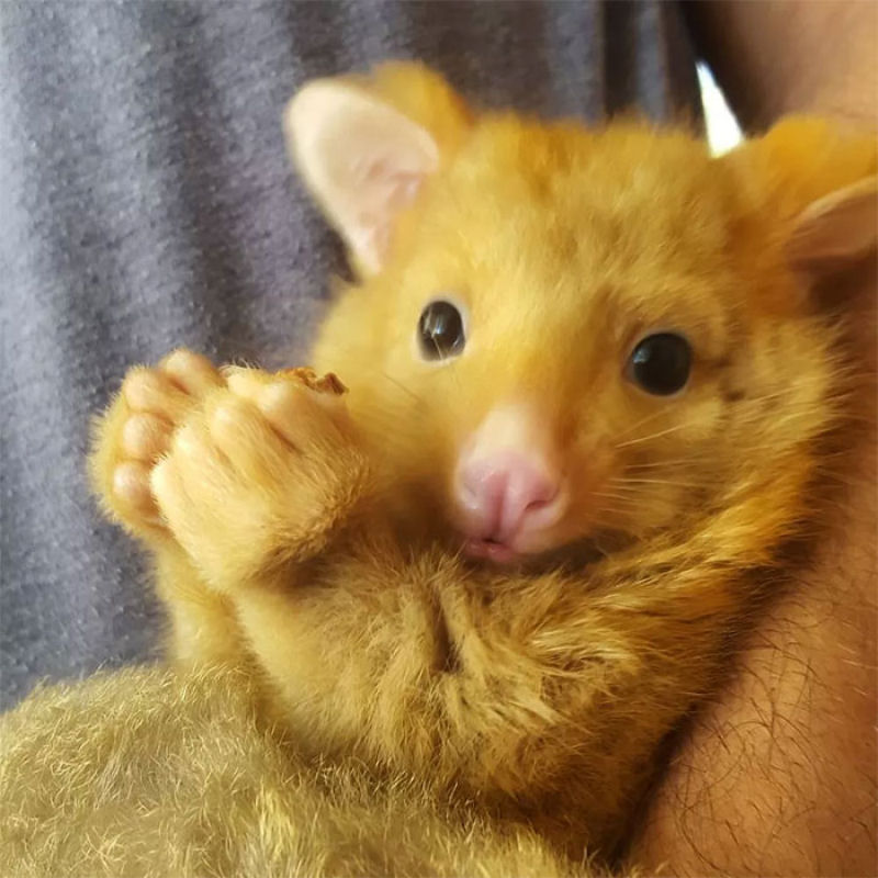 Clnica veterinria australiana resgata um raro gamb dourado, mas todo mundo est achando que  um Pikachu 06