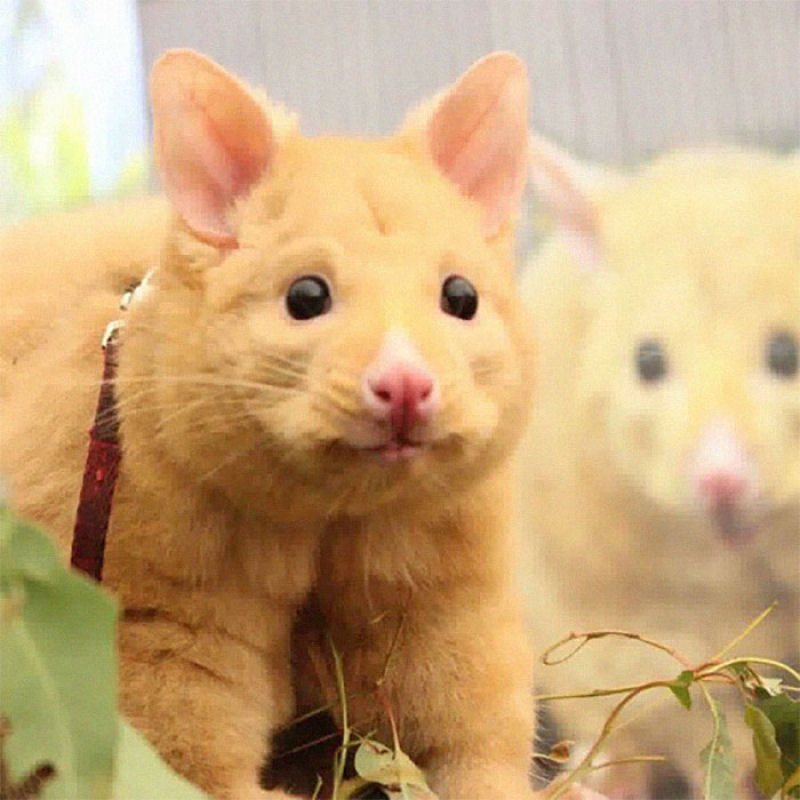 Clnica veterinria australiana resgata um raro gamb dourado, mas todo mundo est achando que  um Pikachu 07