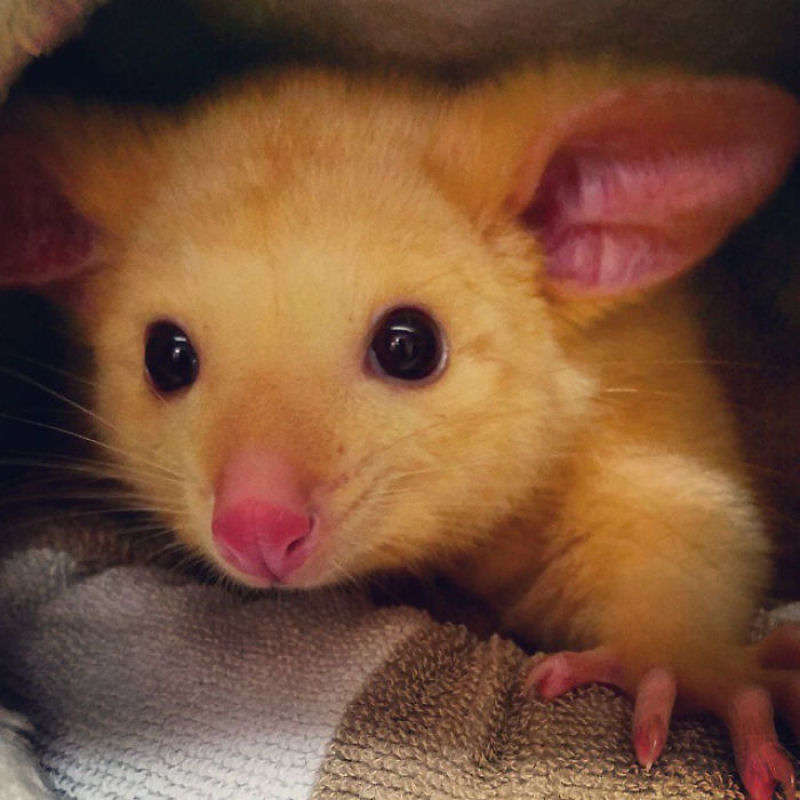 Clnica veterinria australiana resgata um raro gamb dourado, mas todo mundo est achando que  um Pikachu 08