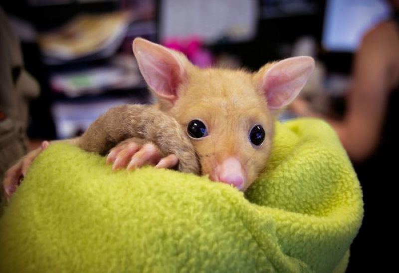Clnica veterinria australiana resgata um raro gamb dourado, mas todo mundo est achando que  um Pikachu 09