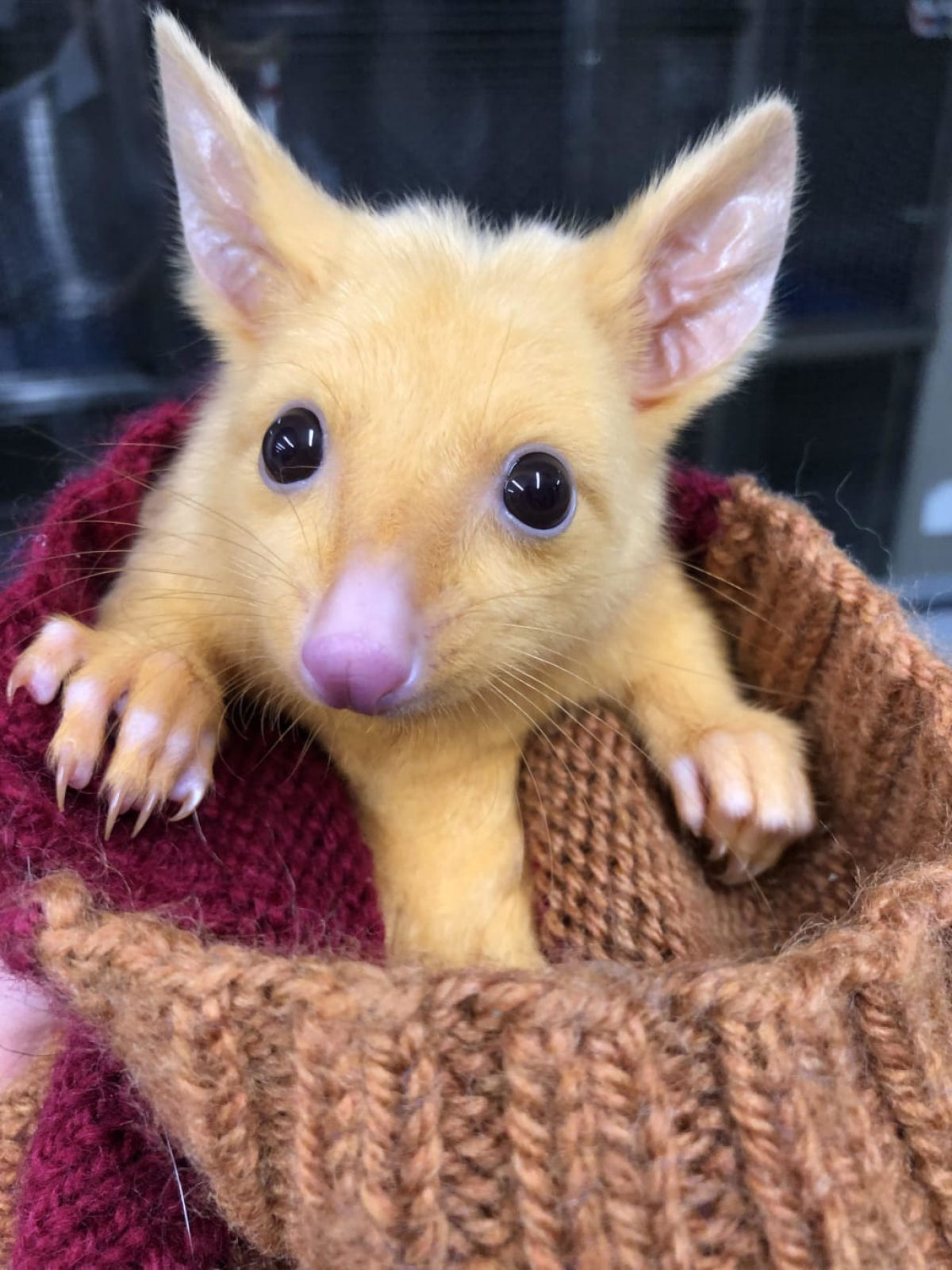 Este cusu-comum australiano tem uma rara mutao gentica que lhe valeu o nome de Pikachu