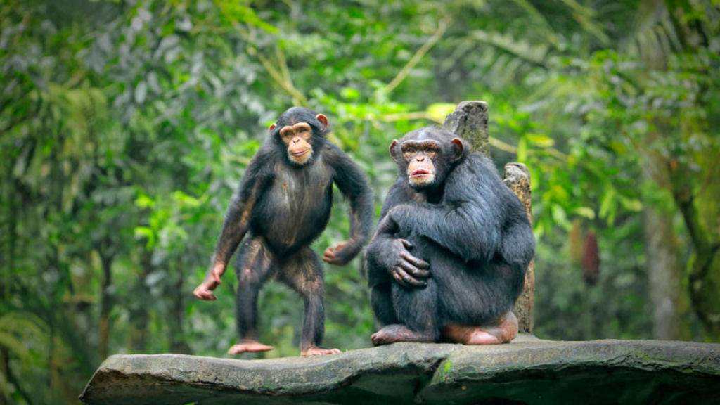 Amigas chimpanzs podem possivelmente esclarecer como os humanos aprenderam a danar