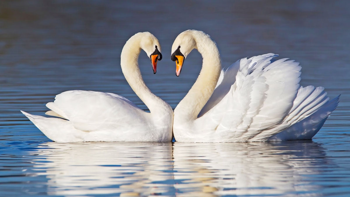 Casal de cisnes dança junto após passar semanas separados
