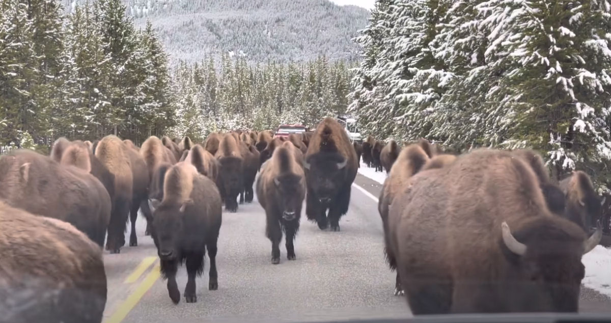 A debandada de bisões mais lenta do mundo