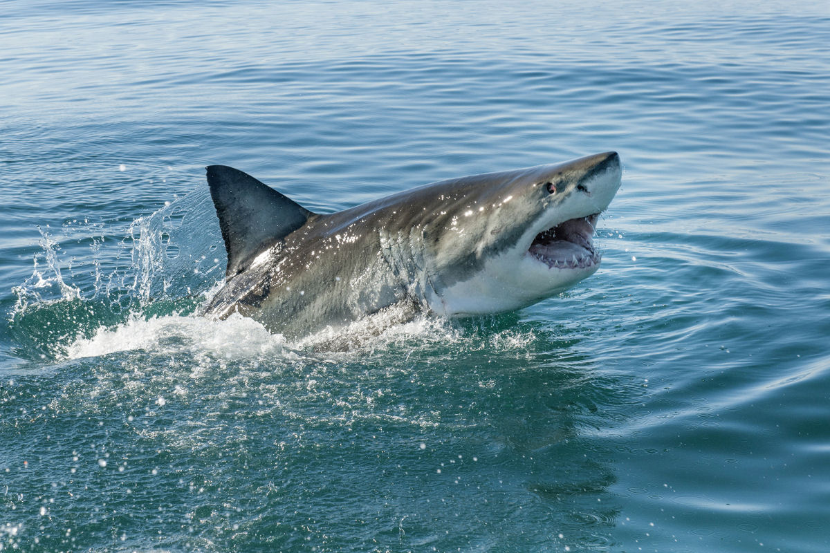Quantos dentes os tubarões têm?