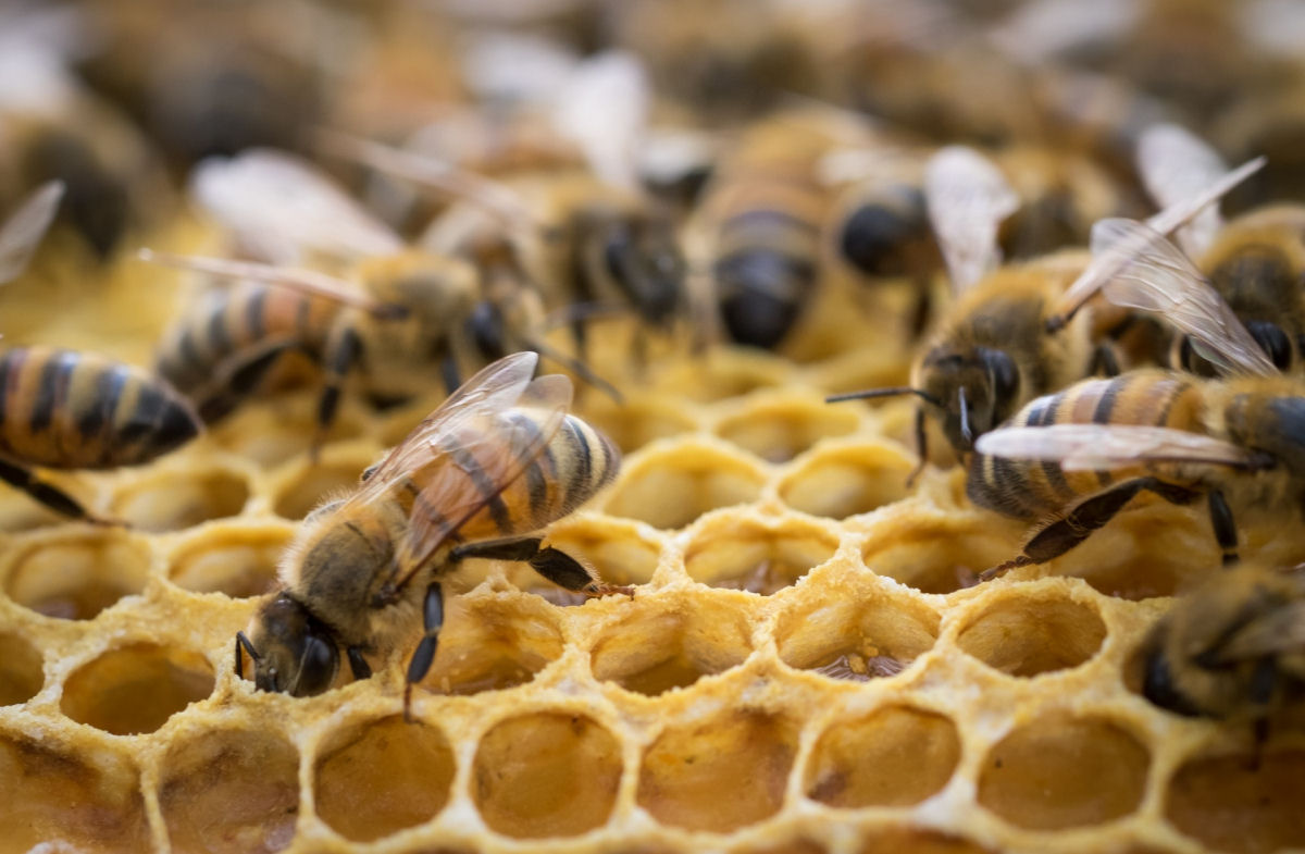 Cientistas gravam hábitos das abelhas nunca antes vistas dentro de uma colmeia