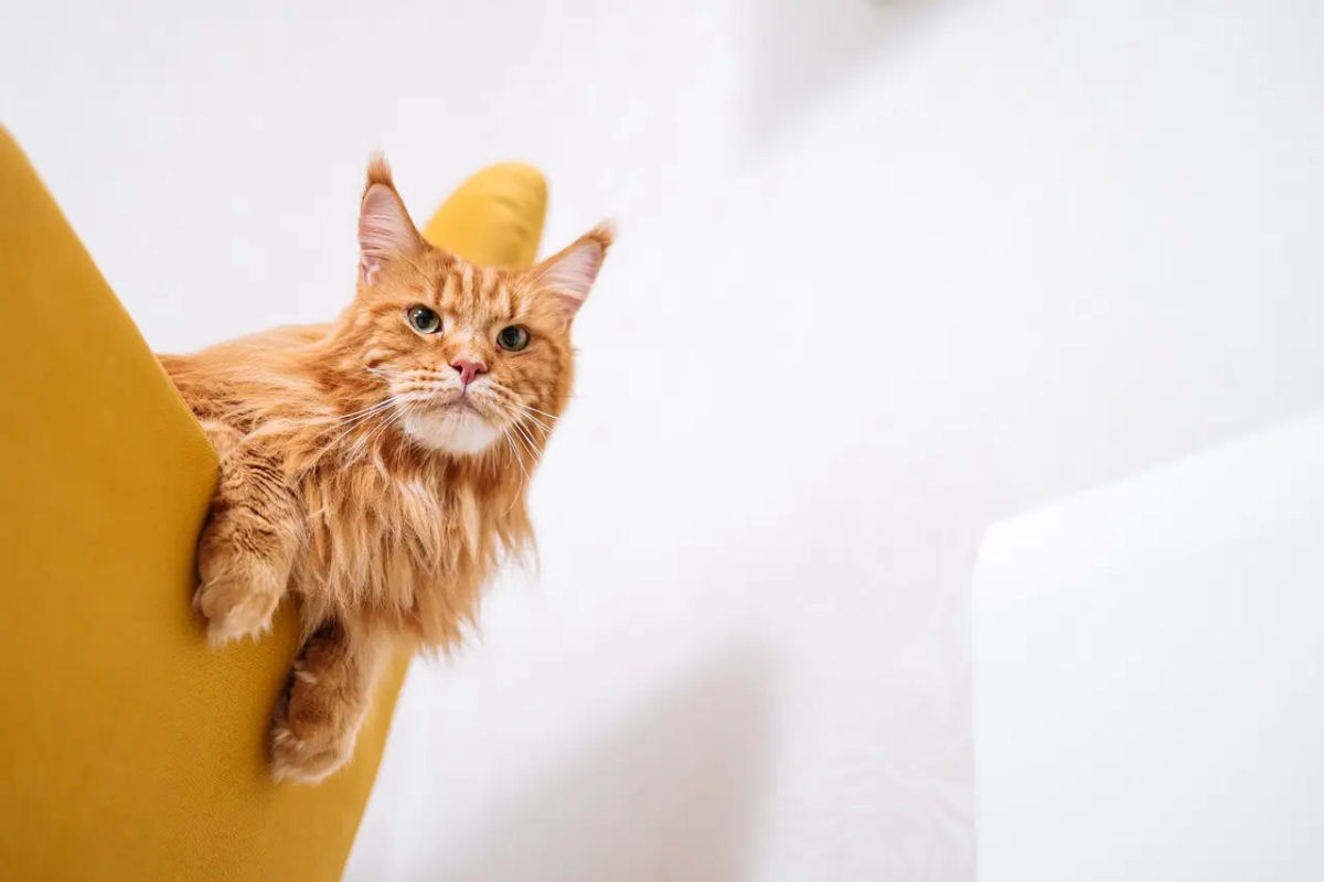 Testes que desafiam a teimosia e flexibilidade dos gatos