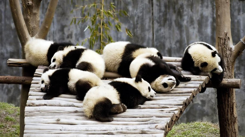 Diplomacia dos Pandas: China empresta dois ursos a Moscou