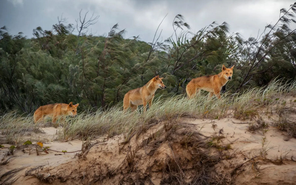 DNA antigo desvenda os mistrios do dingo, o co selvagem da Austrlia