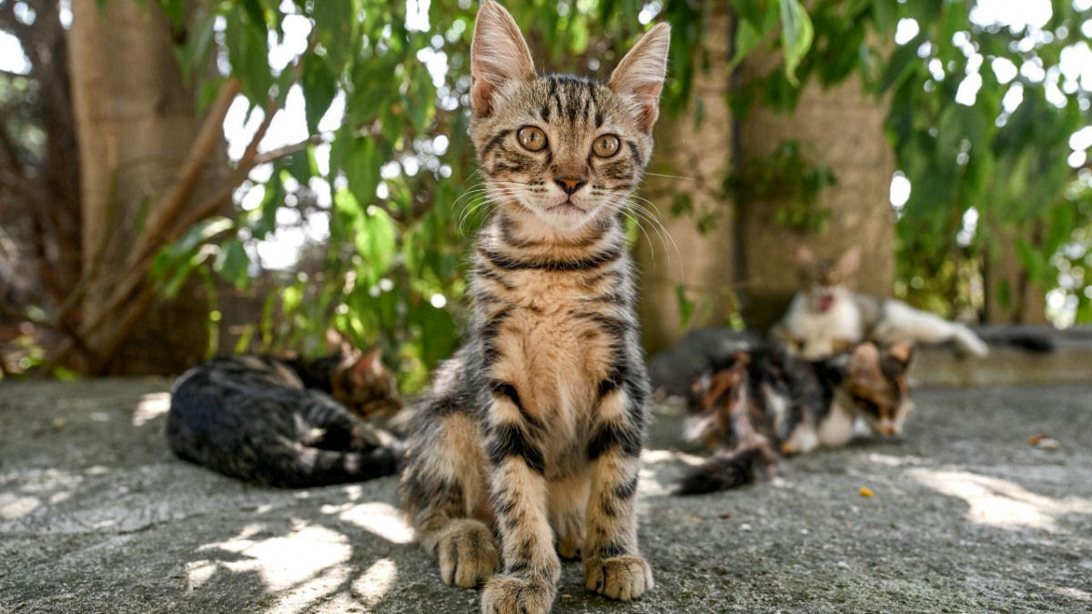 Como o ser humano domesticou os gatos... duas vezes