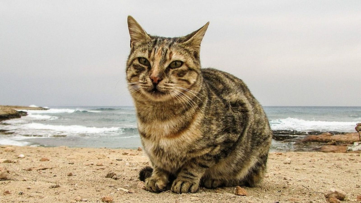 Como o ser humano domesticou os gatos... duas vezes