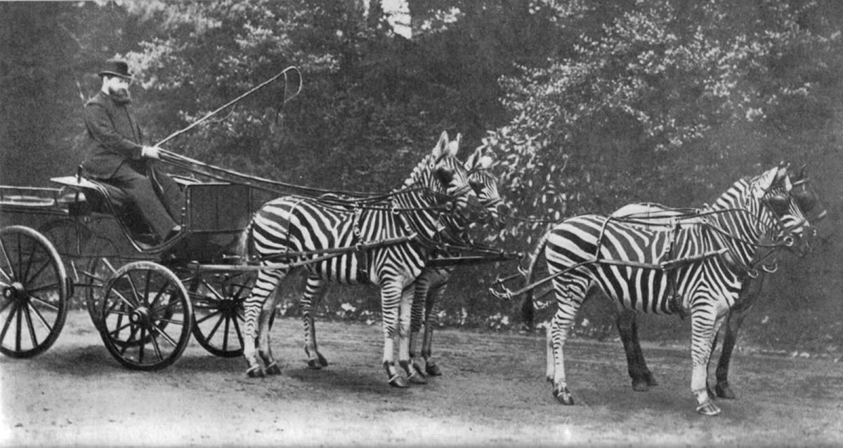 No começo do Século XX as pessoas tentaram domesticar as zebras 01