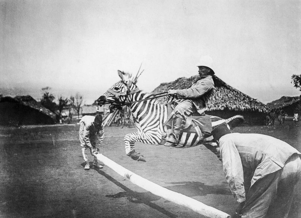 No começo do Século XX as pessoas tentaram domesticar as zebras 02