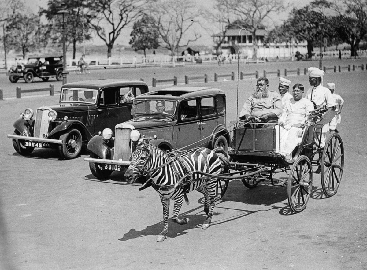 No começo do Século XX as pessoas tentaram domesticar as zebras 04