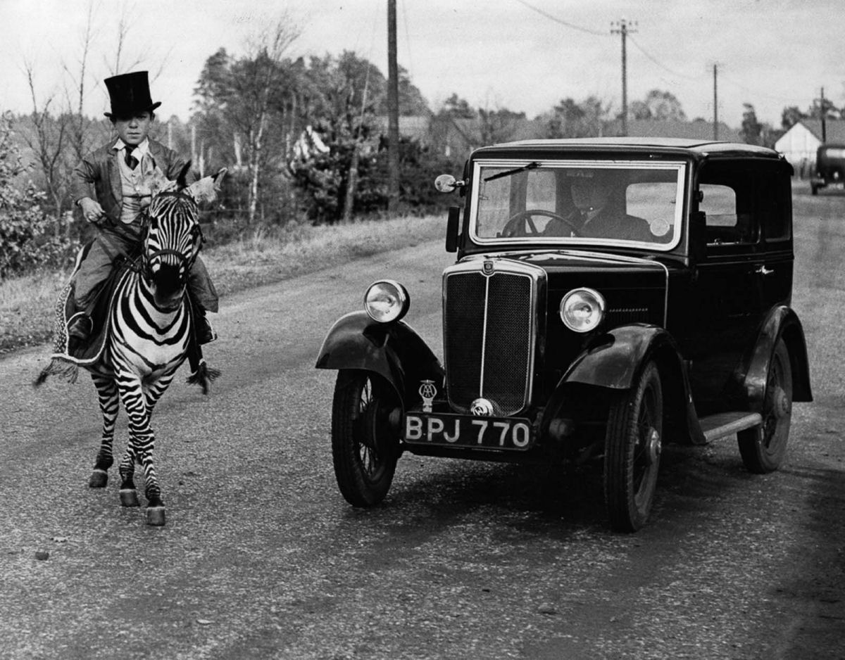 No começo do Século XX as pessoas tentaram domesticar as zebras 05