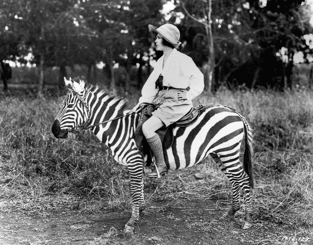 No começo do Século XX as pessoas tentaram domesticar as zebras 06