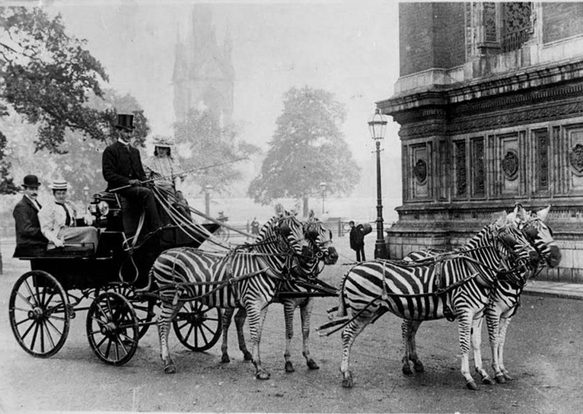 No começo do Século XX as pessoas tentaram domesticar as zebras 07