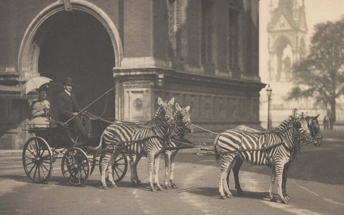 No começo do Século XX as pessoas tentaram domesticar as zebras 08