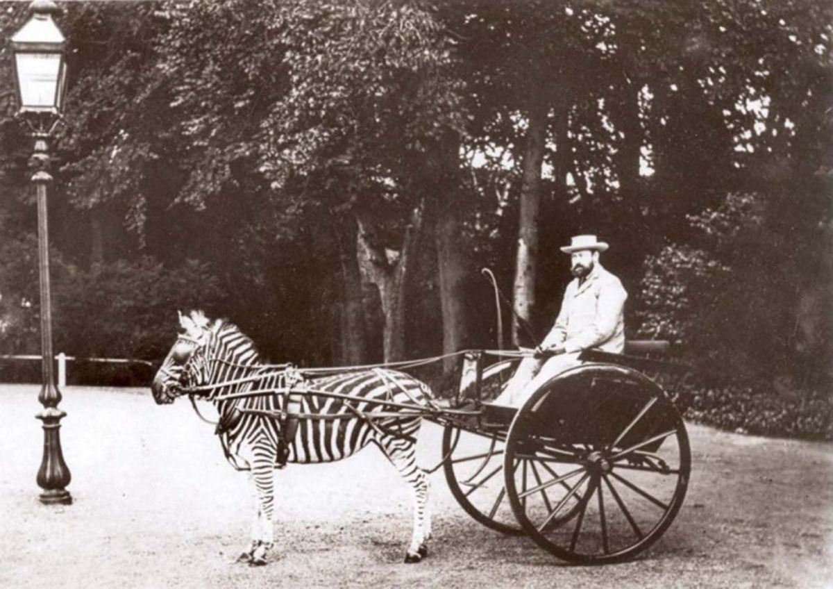 No começo do Século XX as pessoas tentaram domesticar as zebras 09
