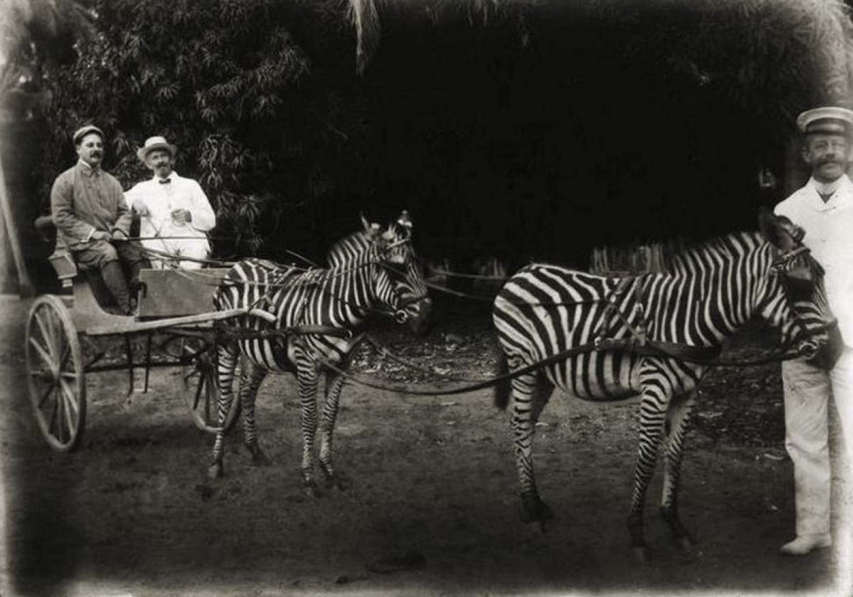 No começo do Século XX as pessoas tentaram domesticar as zebras 10