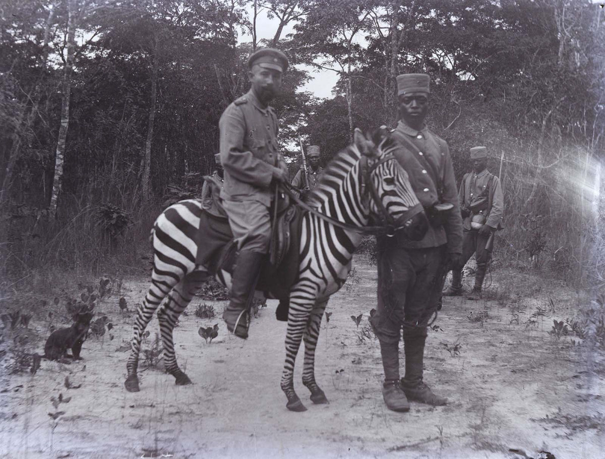 No começo do Século XX as pessoas tentaram domesticar as zebras 11