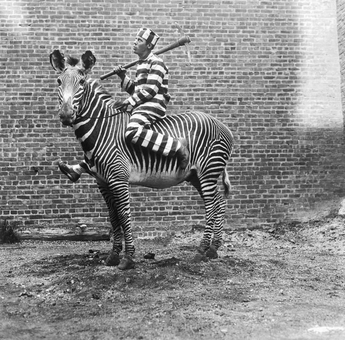 No começo do Século XX as pessoas tentaram domesticar as zebras 12